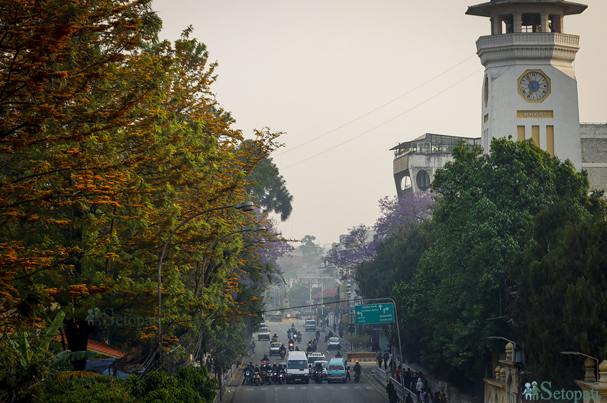 ज्याकारान्डा फूल फुलेपछि सुन्दर देखिएको काठमाडौंको घण्टाघर वरपरको सडक। तस्बिर: नवीनबाबु गुरुङ/सेतोपाटी